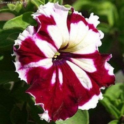 Петуния Грандифлора Кан Кан бургунди Петуния Грандифлора Кан Кан бургунди фото