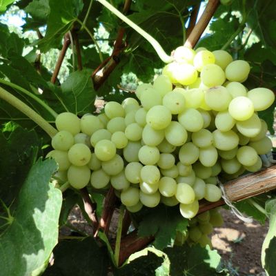 Виноград Гарольд фото