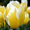 Тюльпан Свитхарт Тюльпан Свитхарт фото