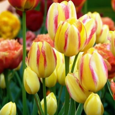 Тюльпан Антуанетта Тюльпан Антуанетта фото