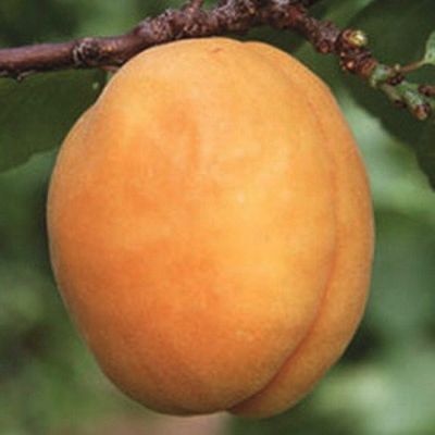 Абрикос Монастырский Абрикос Монастырский - Dolina-Sad.Ru