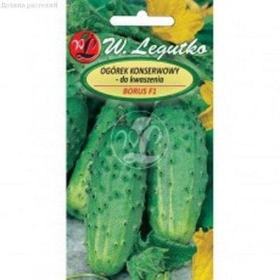 Огурец Борус (Польша) Огурец Борус (Польша) фото