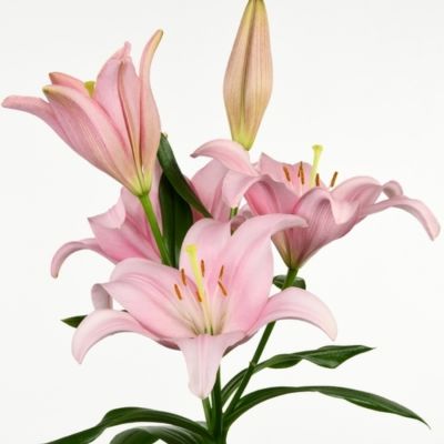 Лилия Лексингтон - Dolina-Sad.Ru