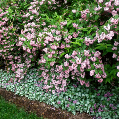 Дейция гибридная Турбиллон Руж фото