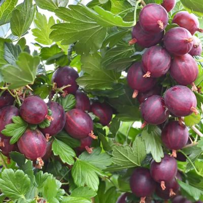 Крыжовник Ахилес Крыжовник Ахилес - Dolina-Sad.Ru