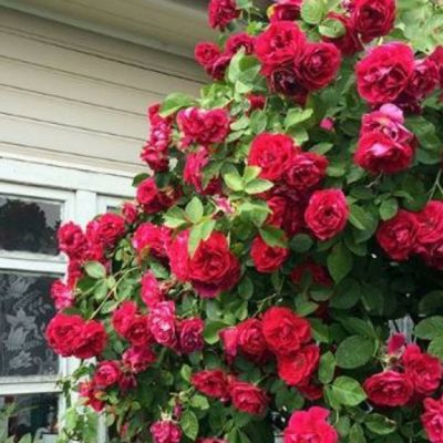 Роза Лев Толстой Роза Лев Толстой - Dolina-Sad.Ru