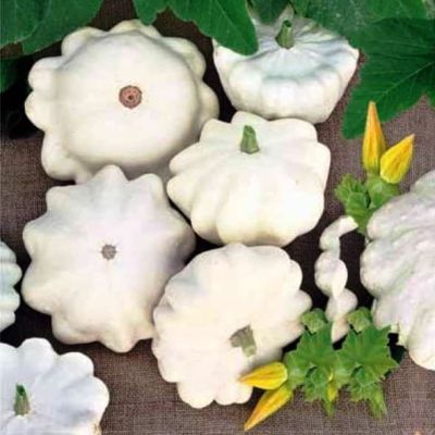 Патиссон Диск фото