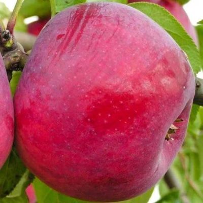 Яблоня Память Коваленко/Зимняя Яблоня Память Коваленко/Зимняя фото