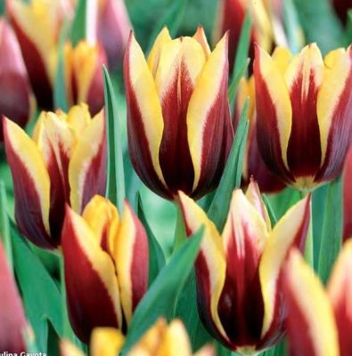 Тюльпан Гавота Тюльпан Гавота фото