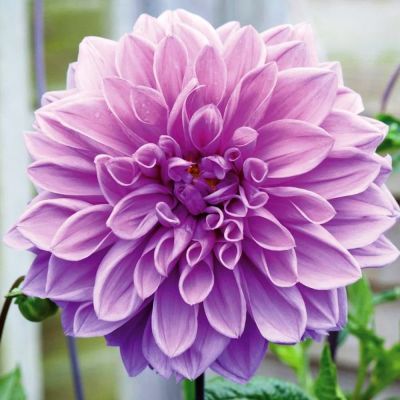 Георгина Лавендер Раффлс(Гиганты) Георгина Лавендер Раффлс(Гиганты) фото