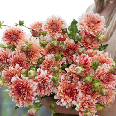 Георгина Стрипд Нагано - Dolina-Sad.Ru