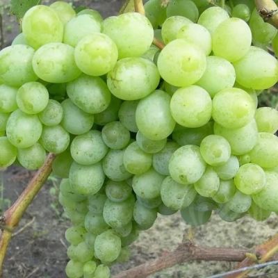 Виноград Ланселот Виноград Ланселот - Dolina-Sad.Ru