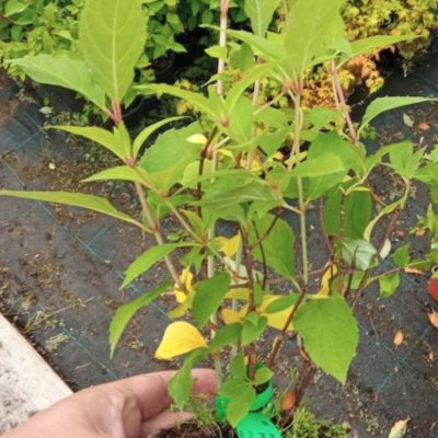 Гортензия пильчатая Капитан Америка - Dolina-Sad.Ru