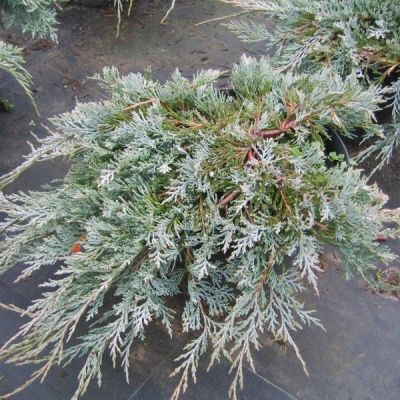 Можжевельник горизонтальный Глациер Можжевельник горизонтальный Глациер - Dolina-Sad.Ru