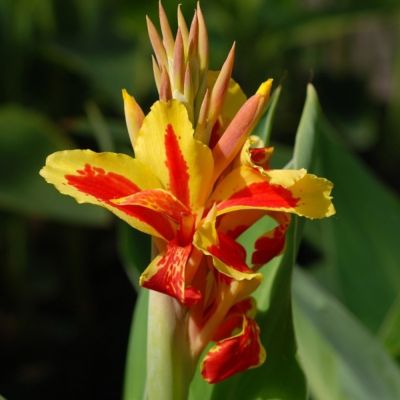 Канна Рейне Шарлотт - Dolina-Sad.Ru