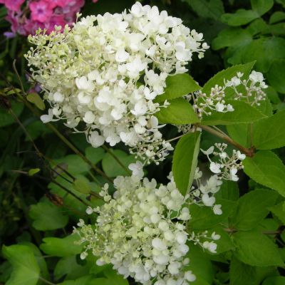 Гортензия метельчатая Дарлидо (Дартс Литл Дот) фото