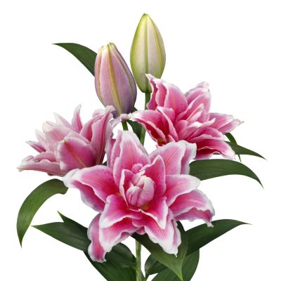 Лилия Роузлили Бьянка - Dolina-Sad.Ru