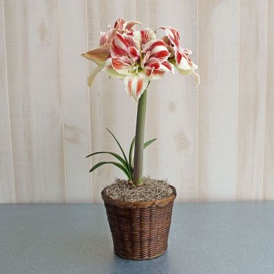 Амариллис Брайт Нимф Амариллис Брайт Нимф - Dolina-Sad.Ru