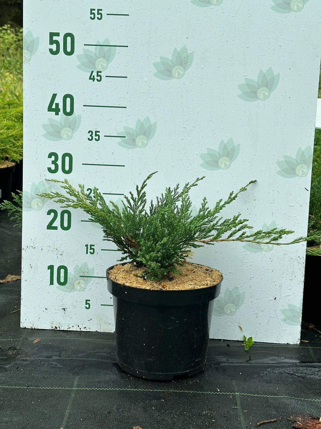 Можжевельник горизонтальный Хьюз, С3 - Dolina-Sad.Ru