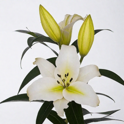 Лилия Монте Бьянко - Dolina-Sad.Ru