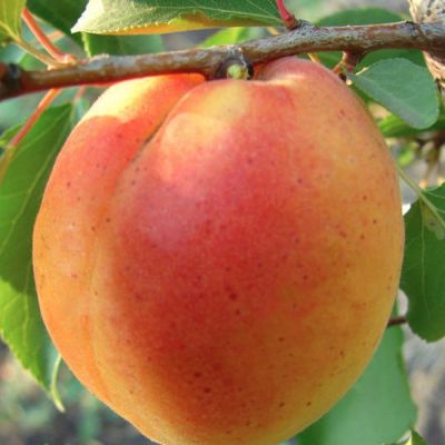 Абрикос Особенный Денисюка Абрикос Особенный Денисюка - Dolina-Sad.Ru