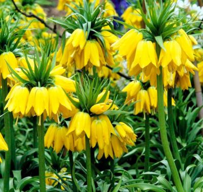 Фритиллярия Лютея Фритиллярия Лютея фото