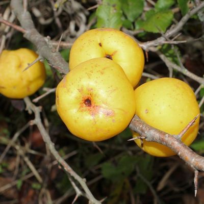 Айва японская, С3 - Dolina-Sad.Ru