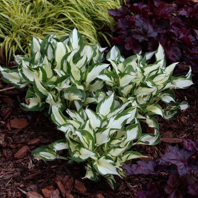 Хоста Амазон - Dolina-Sad.Ru