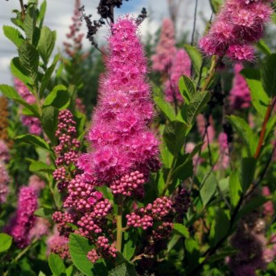 Спирея Дуглас - Dolina-Sad.Ru