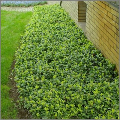 Пахизандра верхушечная Грин Карпет, С3 Пахизандра верхушечная Грин Карпет, С3 - Dolina-Sad.Ru