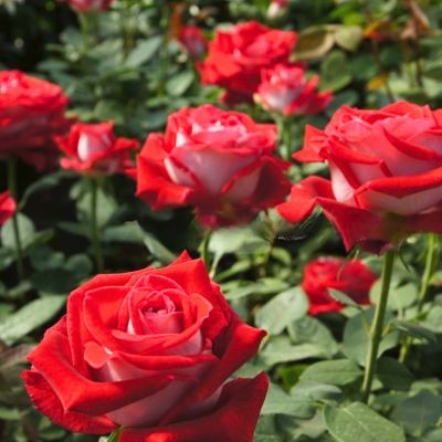 Роза Николь - Dolina-Sad.Ru