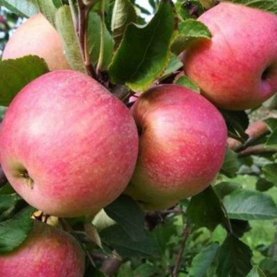 Яблоня Теремок/Осенняя Яблоня Теремок/Осенняя - Dolina-Sad.Ru