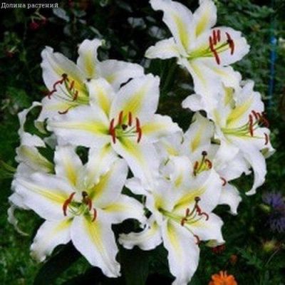 Лилия Кокосса Лилия Кокосса фото