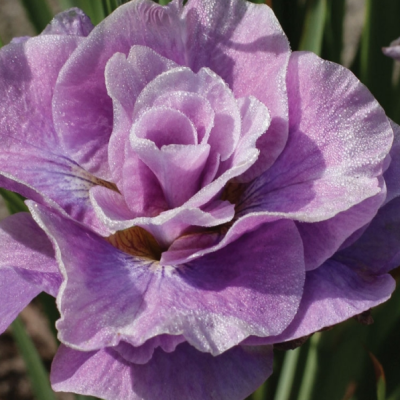 Ирис Пинк Парфайт Ирис Пинк Парфайт фото