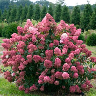 Гортензия метельчатая Мэджикал Файер, С2 Гортензия метельчатая Мэджикал Файер, С2 - Dolina-Sad.Ru