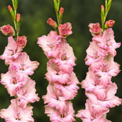 Гладиолус Найтмэр - Dolina-Sad.Ru