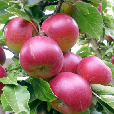 Яблоня Теремок/Осенняя Яблоня Теремок/Осенняя - Dolina-Sad.Ru