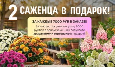 Подарок хризантема и гортензия Подарок хризантема и гортензия - Dolina-Sad.Ru
