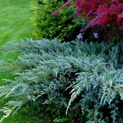 Можжевельник чешуйчатый Блю Компакт, С3 Можжевельник чешуйчатый Блю Компакт, С3 - Dolina-Sad.Ru